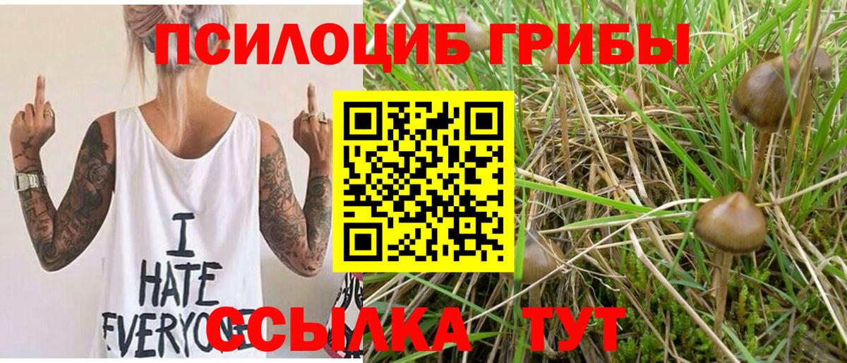 где купить   Псилоцибиновые грибы Psilocybine cubensis  Вход с VPN  Котлас 